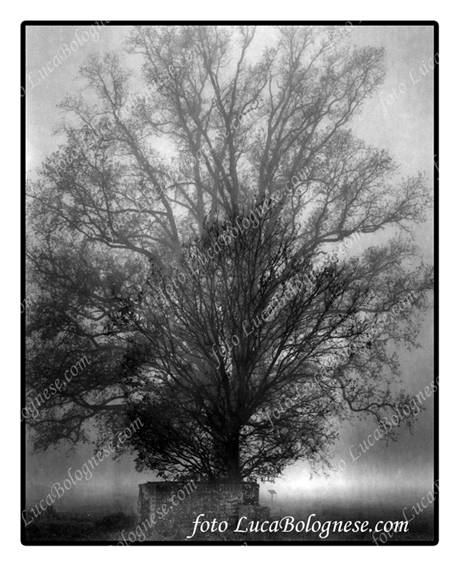 Piccolo su grande albero nella nebbia